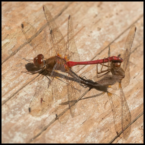 Autumn Meadowhawk
