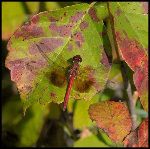 Band-winged Meadowhawk