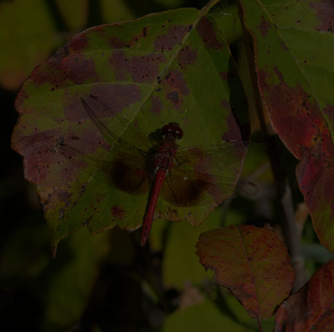 Band-winged Meadowhawk
