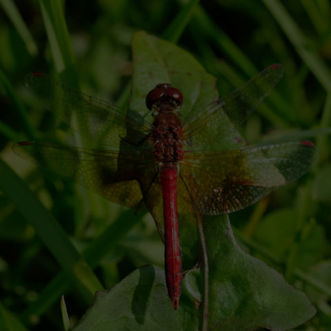Band-winged Meadowhawk