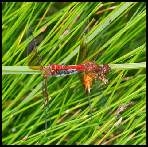 Band-winged Meadowhawk
