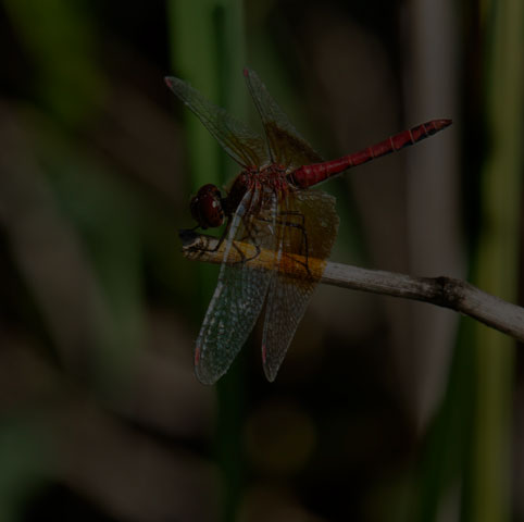Band-winged Meadowhawk