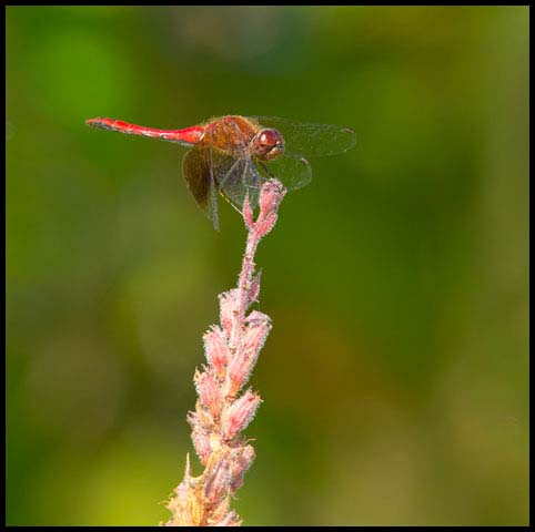 Band-winged Meadowhawk
