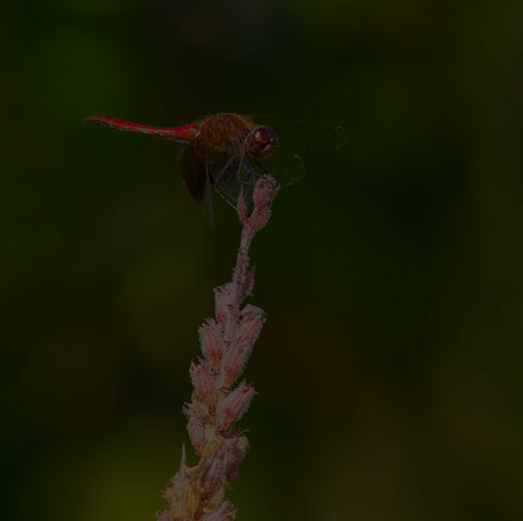 Band-winged Meadowhawk