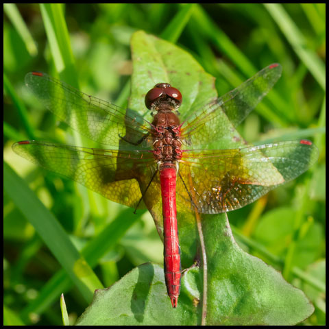 Band-winged Meadowhawk