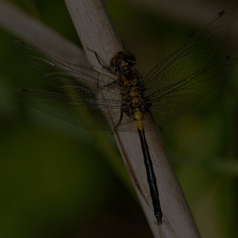 Belted Whiteface