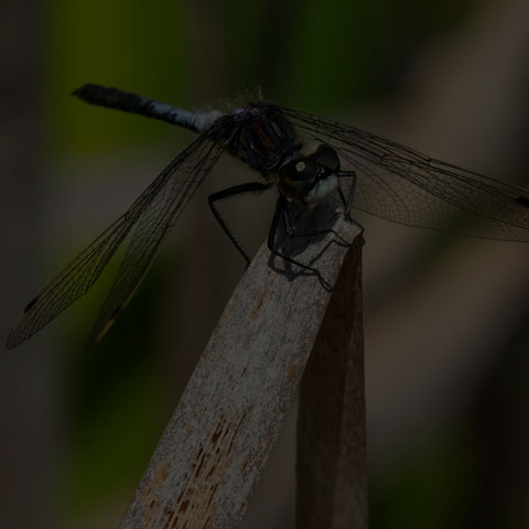 Belted Whiteface