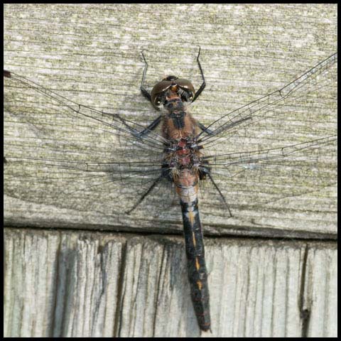 Belted Whiteface