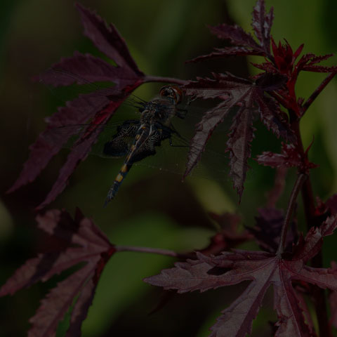 Black Saddlebags