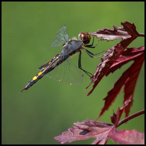 Black Saddlebags