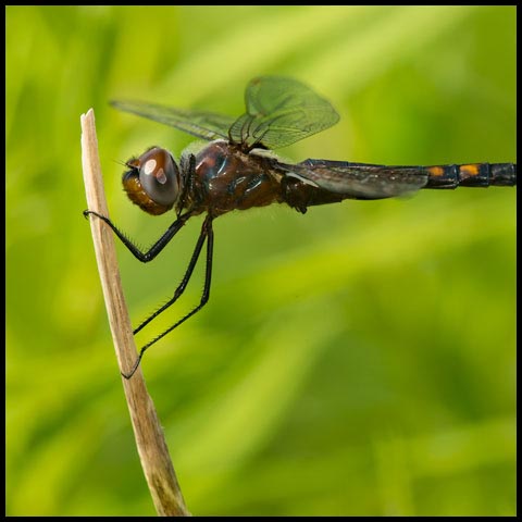 Black Saddlebags