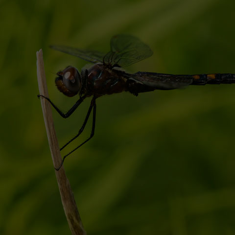 Black Saddlebags
