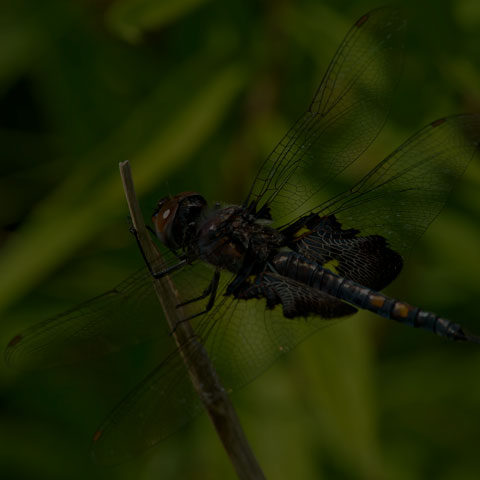 Black Saddlebags