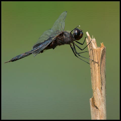 Black Saddlebags