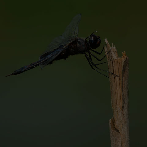 Black Saddlebags
