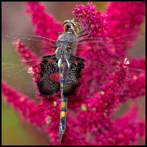 Black Saddlebags