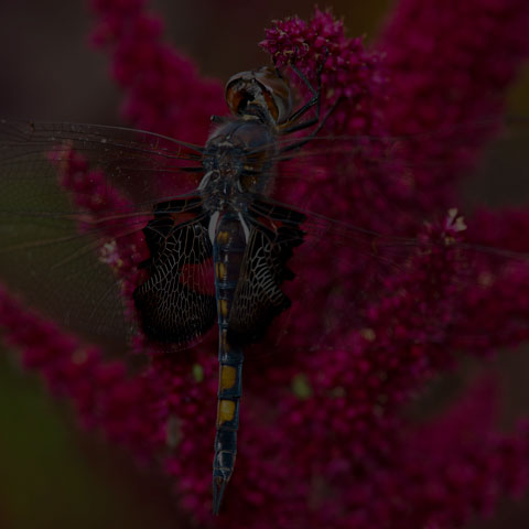 Black Saddlebags