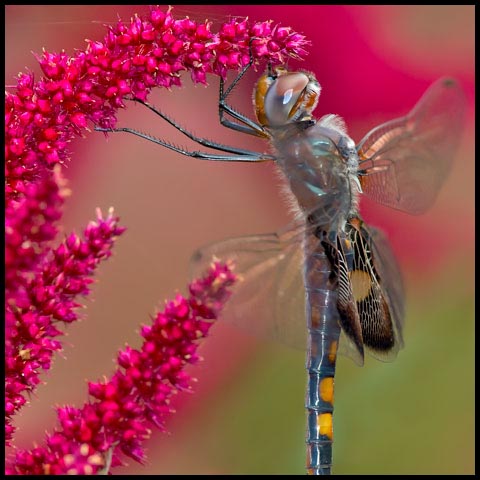 Black Saddlebags