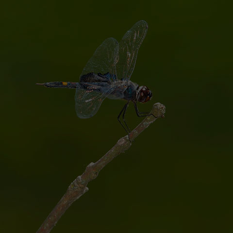 Black Saddlebags