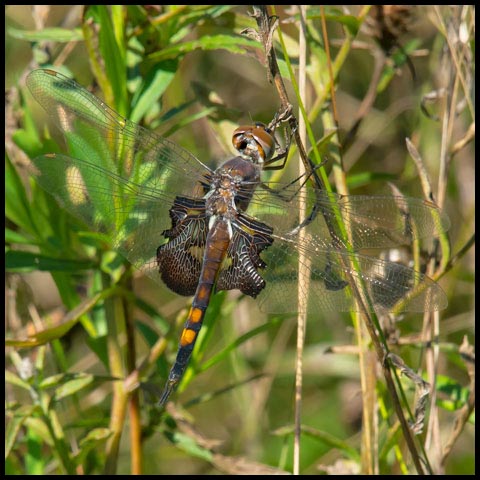Black Saddlebags