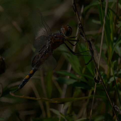 Black Saddlebags
