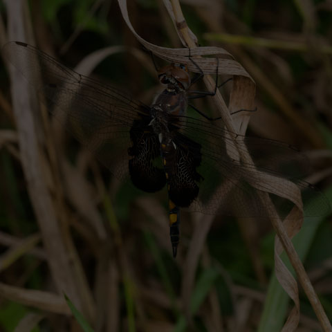 Black Saddlebags