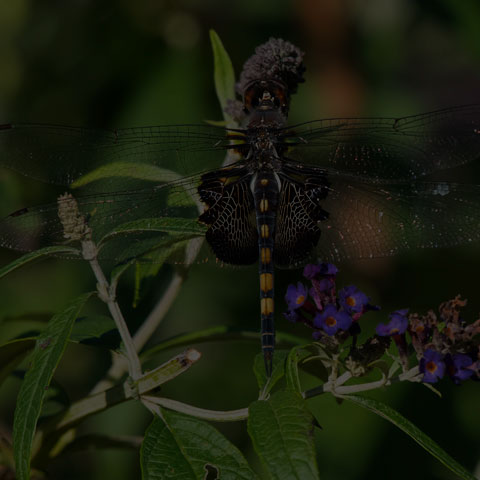 Black Saddlebags