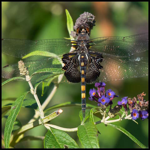 Black Saddlebags