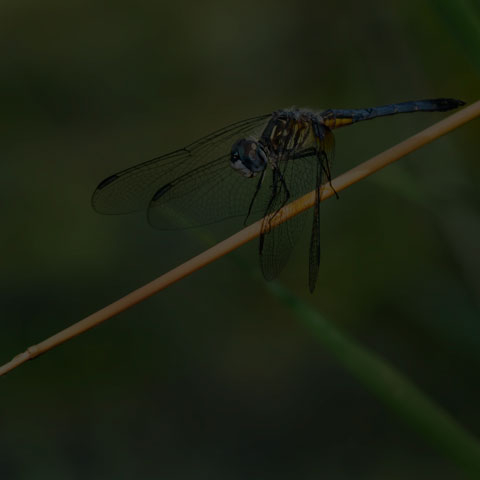 Blue Dasher Dragonfly