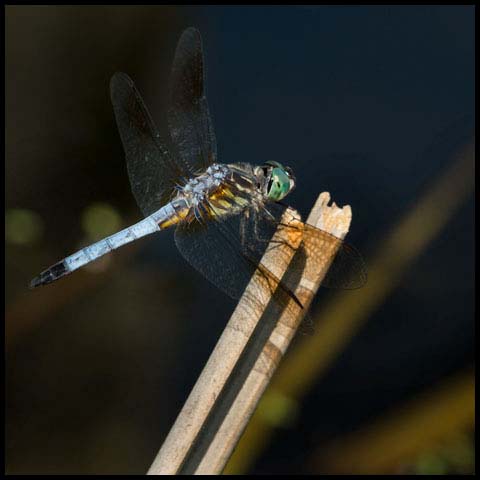 Blue Dasher Dragonfly