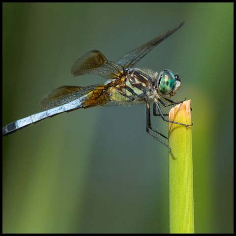 Blue Dasher Dragonfly