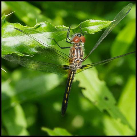 Blue Dasher Dragonfly