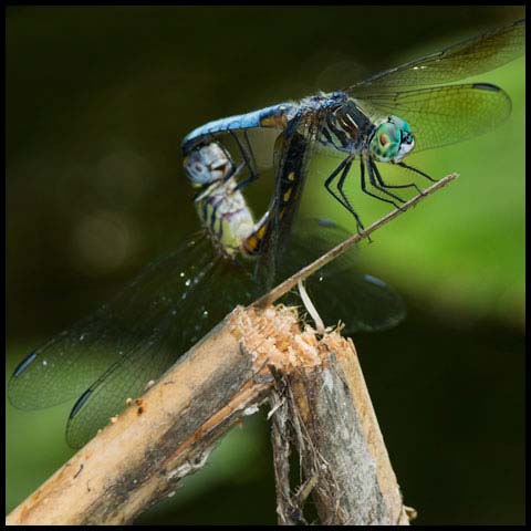 Blue Dasher Dragonfly