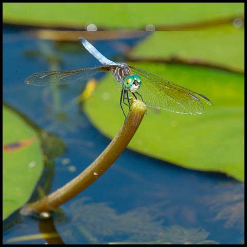 Blue Dasher Dragonfly