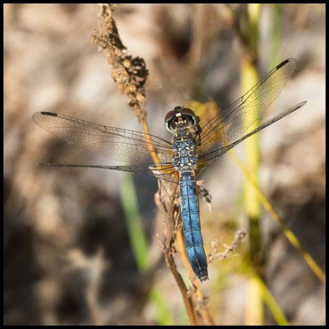Blue Dasher Dragonfly