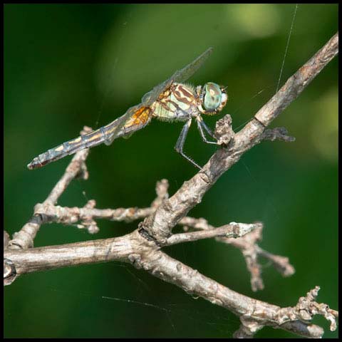 Blue Dasher Dragonfly