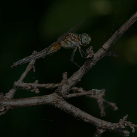 Blue Dasher Dragonfly