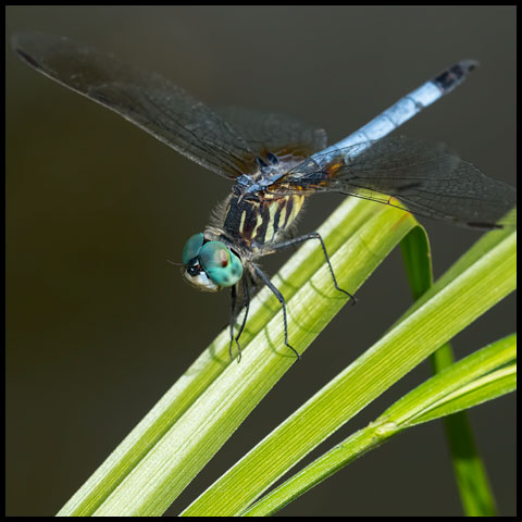 Blue Dasher