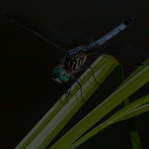 Blue Dasher