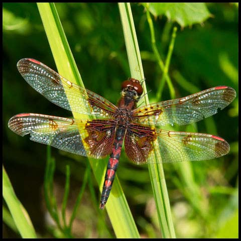 Calico Pennant