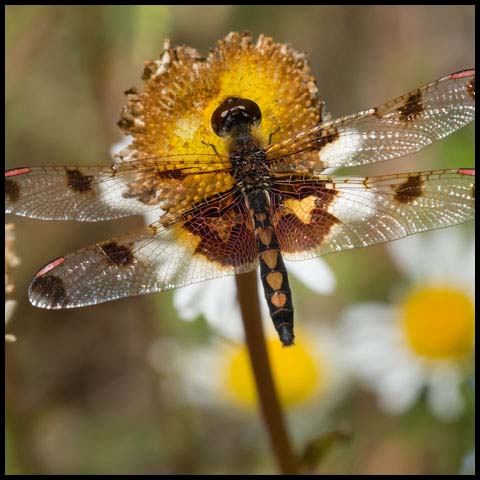 Calico Pennant