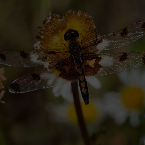 Calico Pennant