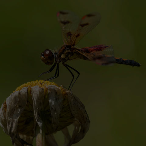 Calico Pennant