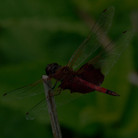 Carolina Saddlebags