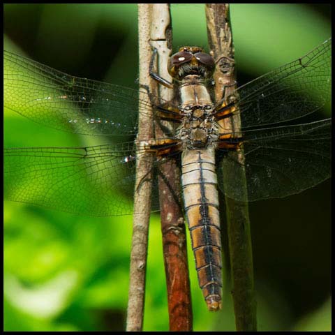 Chalk-fronted Corporal