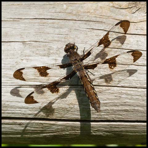 Common Whiteface Corporal