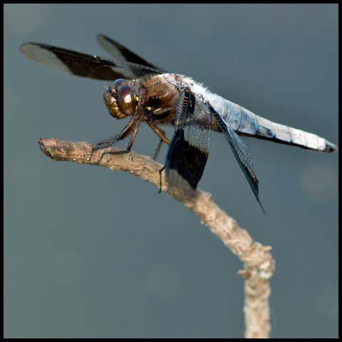 Common Whiteface Corporal