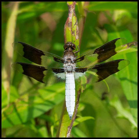 Common Whiteface Corporal