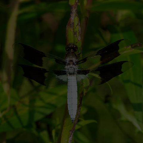 Common Whiteface Corporal