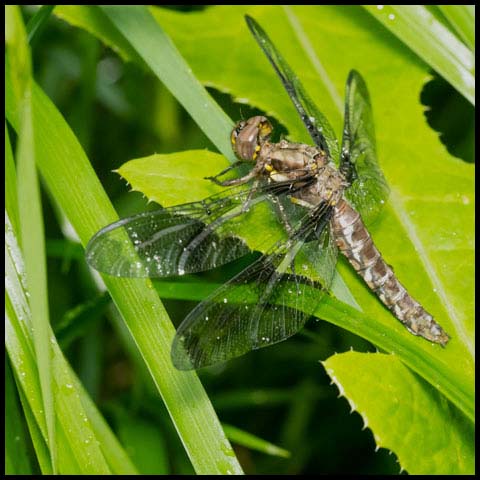 Common Whiteface Corporal